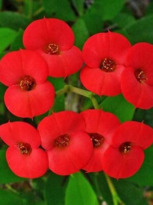 Euphorbia Flowering Plant, Red