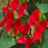 euphorbia-red3-pli Euphorbia Flowering Plant, Red