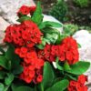 euphorbia-red4-pli Euphorbia Flowering Plant, Red