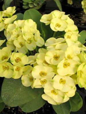 euphorbia-yellow3-pli Euphorbia Flowering Plant Yellow