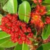 First Love Flowering Plant, Red