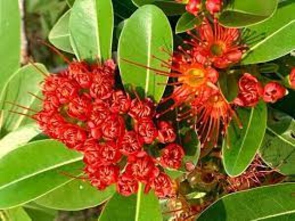 First Love Flowering Plant, Red