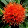 First Love Flowering Plant, Red