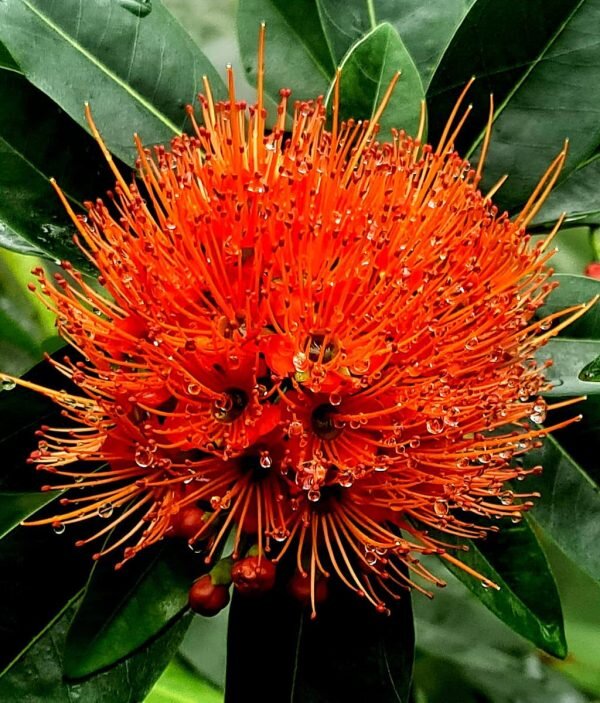 First Love Flowering Plant, Red