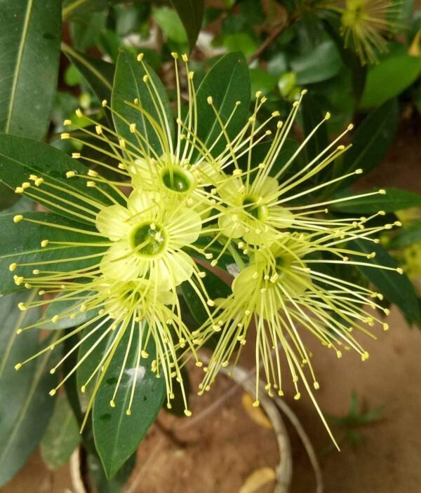 First Love Flowering Plant, Yellow