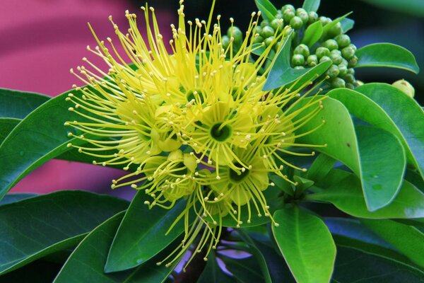 First Love Flowering Plant, Yellow