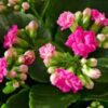 Florist Kalanchoe Plant, Pink