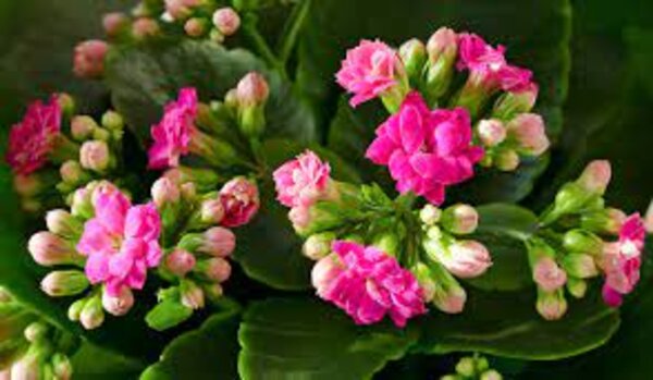 Florist Kalanchoe Plant, Pink