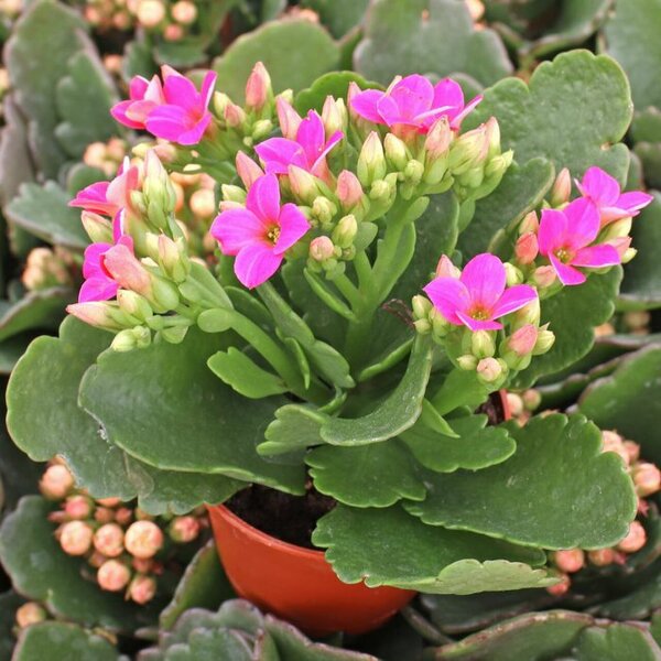 Florist Kalanchoe Plant, Pink