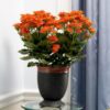 florist-kalanchoe-red3-pli Florist Kalanchoe Flowering Plant, Red