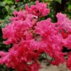 furush-pink-pli Pink Furush Flower Plant