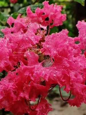 furush-pink-pli Pink Furush Flower Plant