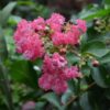furush-pink2-pli Pink Furush Flower Plant