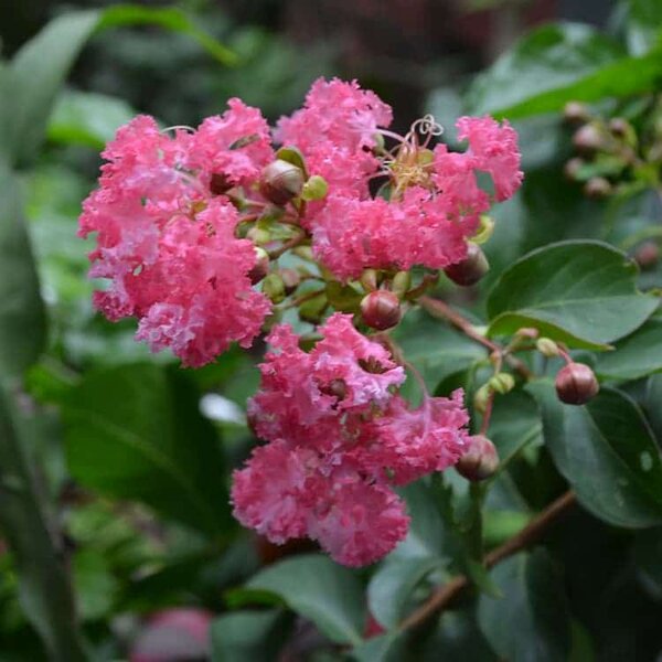 furush-pink2-pli Pink Furush Flower Plant