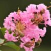 furush-pink3-pli Pink Furush Flower Plant