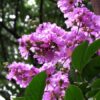 furush-purple-pli Purple Furush Flower Plant