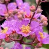 furush-purple3-pli Purple Furush Flower Plant