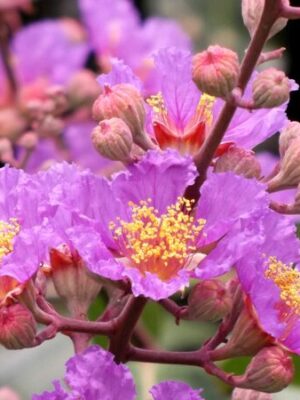 Purple Furush Flower Plant