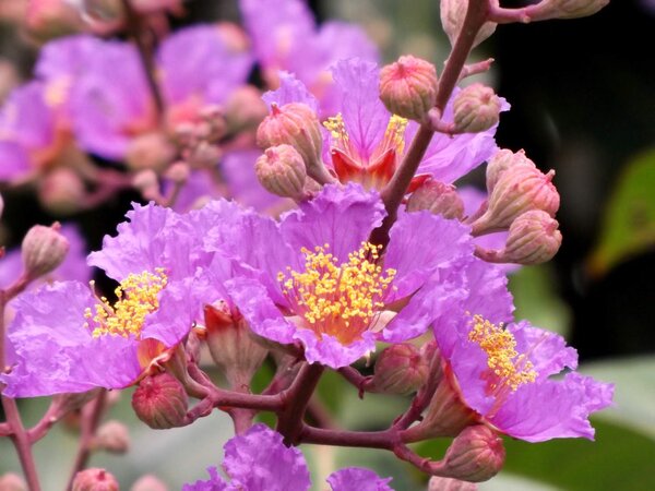 furush-purple3-pli Purple Furush Flower Plant