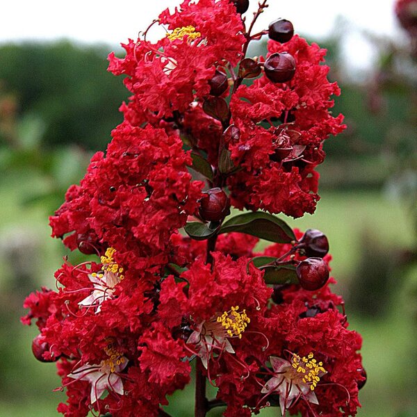 Red Furush Flower Plant