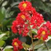 Red Furush Flower Plant