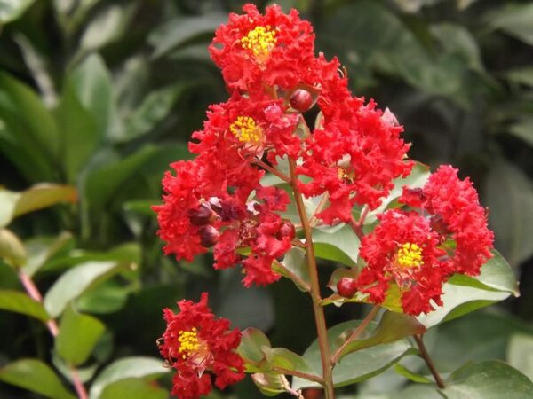 Red Furush Flower Plant
