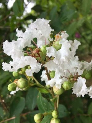 White Furush Flower Plant