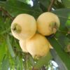 Golap Jam, Rose Apple Fruit Plant