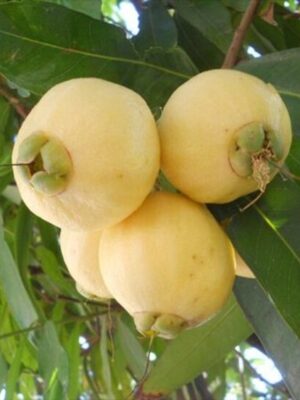 golap-jam-2-pli Golap Jam, Rose Apple Fruit Plant