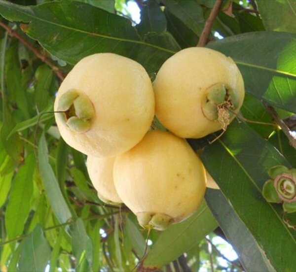 Golap Jam, Rose Apple Fruit Plant