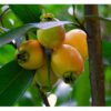Golap Jam, Rose Apple Fruit Plant