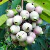 Golap Jam, Rose Apple Fruit Plant