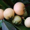 Golap Jam, Rose Apple Fruit Plant