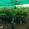 golden-custard-apple-2-pli Golden Custard Apple Plant