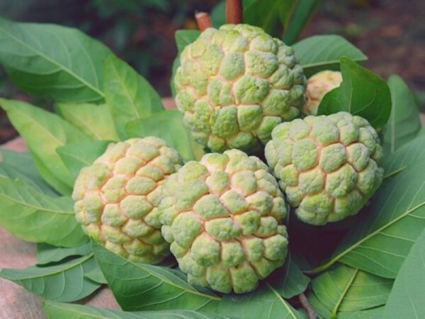 golden-custard-apple-3-pli Golden Custard Apple Plant