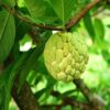 golden-custard-apple-pli Golden Custard Apple Plant