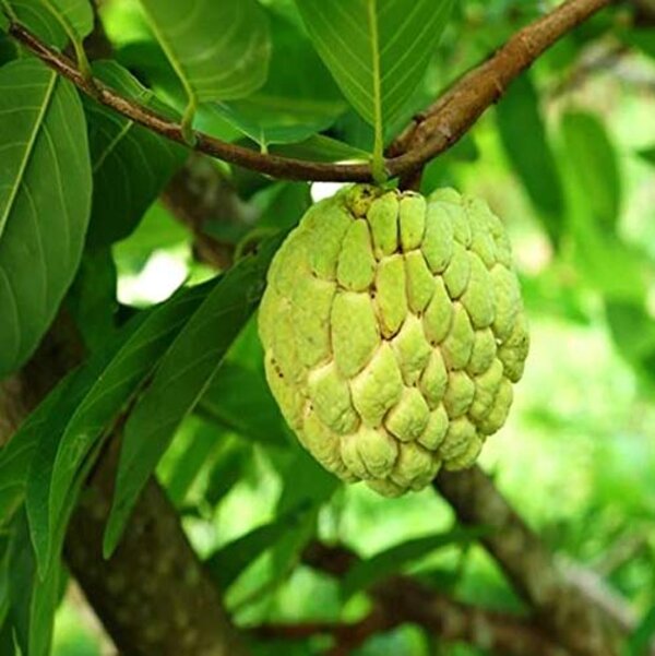 golden-custard-apple-pli Golden Custard Apple Plant