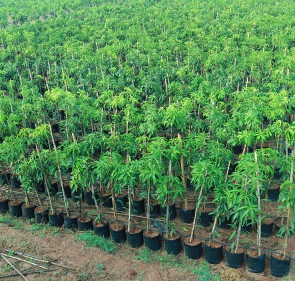 Gouromati Mango Plant