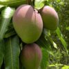 Gouromati Mango Plant