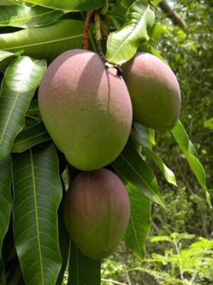 gouromati-mango-3-pli Gouromati Mango Plant