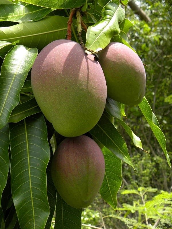 Gouromati Mango Plant