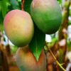 Gouromati Mango Plant