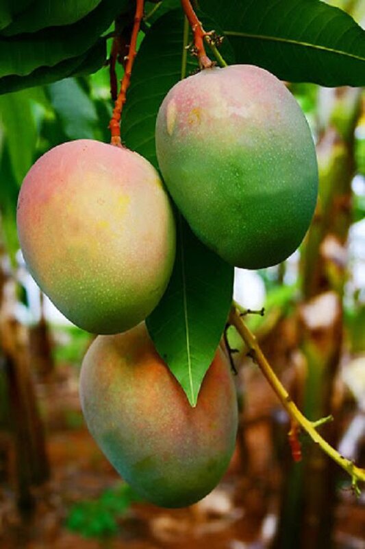 Gouromati Mango Plant