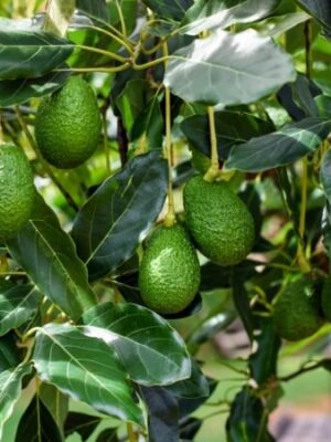 grafted-avocado-2-pli Avocado Plant
