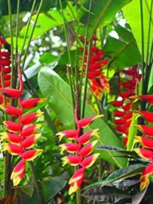 Hanging Lobster Claw Flower Plant
