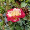 Hybrid Double Delight Rose Plant