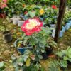 Hybrid Double Delight Rose Plant