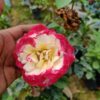Hybrid Double Delight Rose Plant