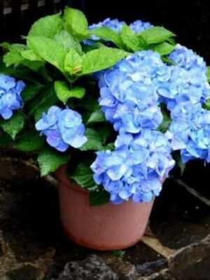 hybrid-hydrangea-blue3-pli Hybrid Hydrangea Plant, Blue