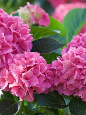 hybrid-hydrangea-pink-2-pli Hybrid Hydrangea Flowering Plant, Pink